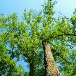 Guardando in alto durante la risalita finale